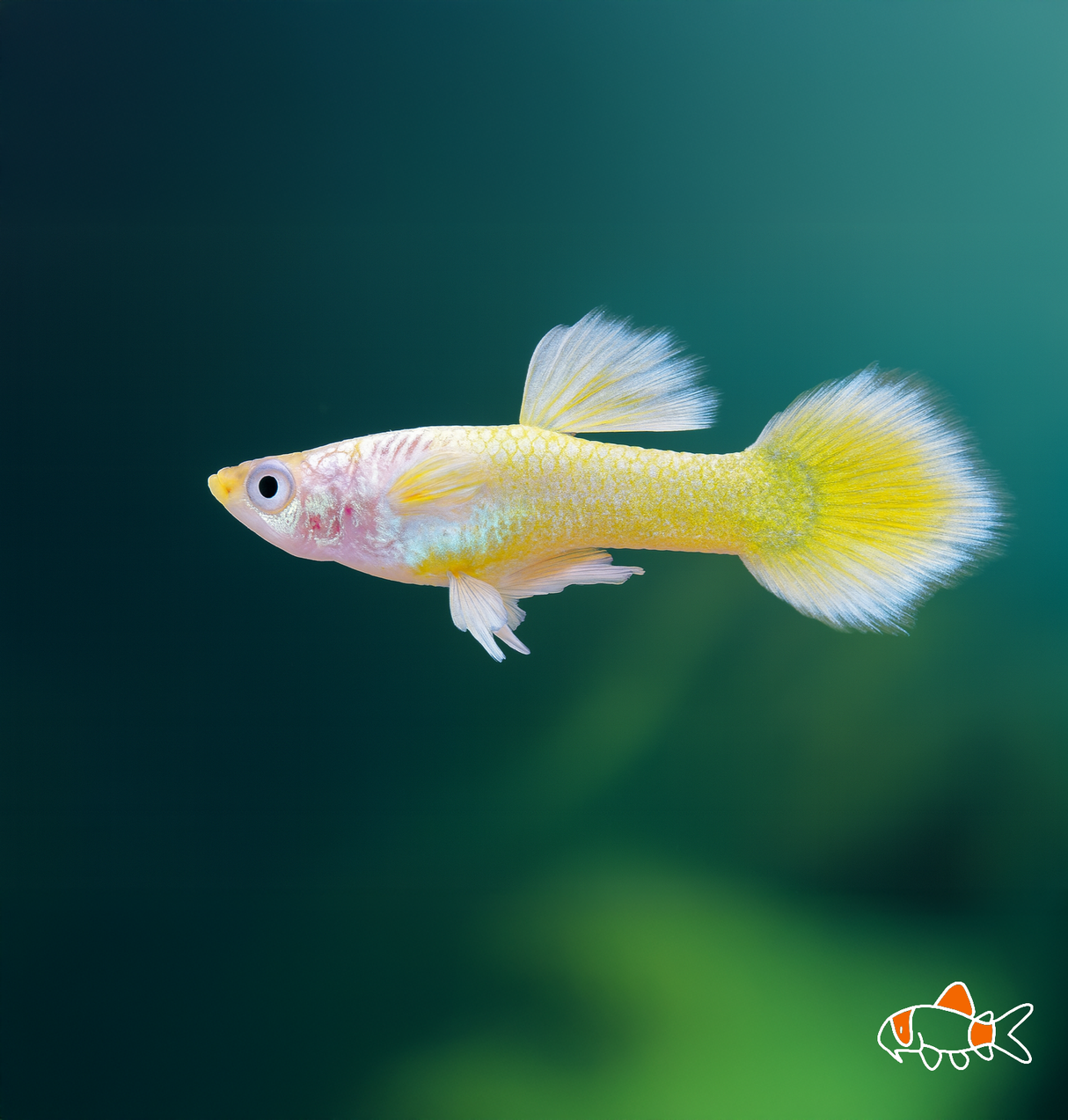 Platinum Yellow Guppy | Imported