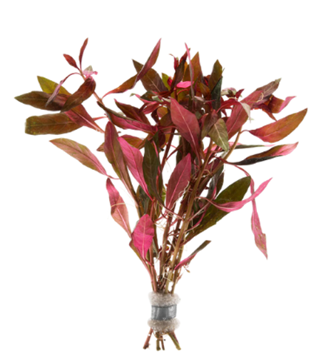 Red Ludwigia