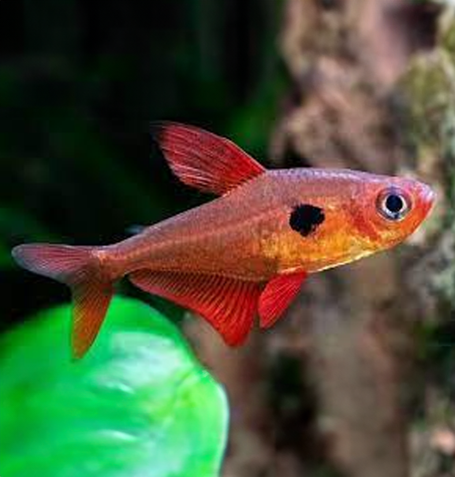 Red Phantom Tetra | Bay Aquatics | Tauranga | New Zealand