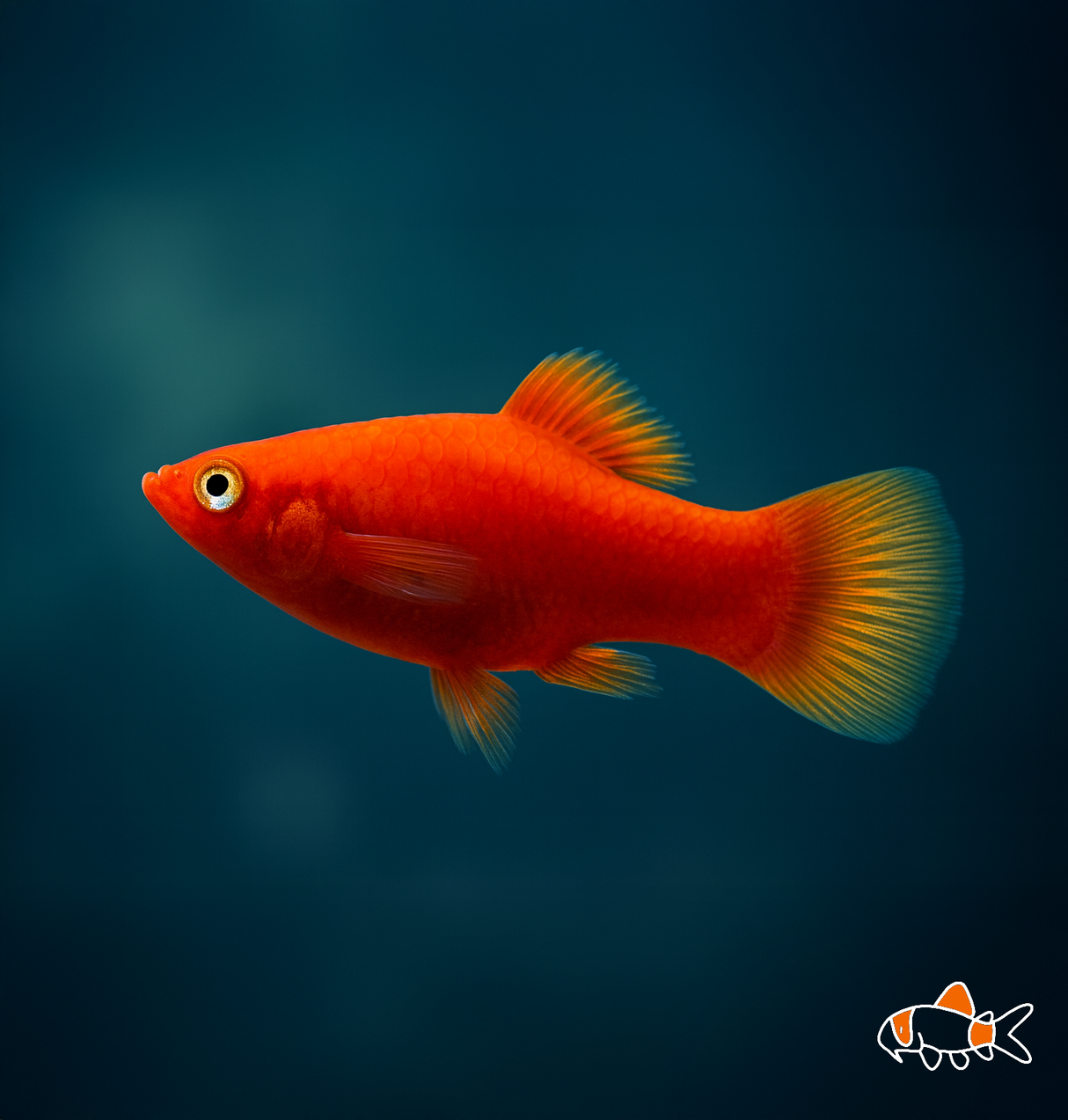 Red Coral Platy | Imported