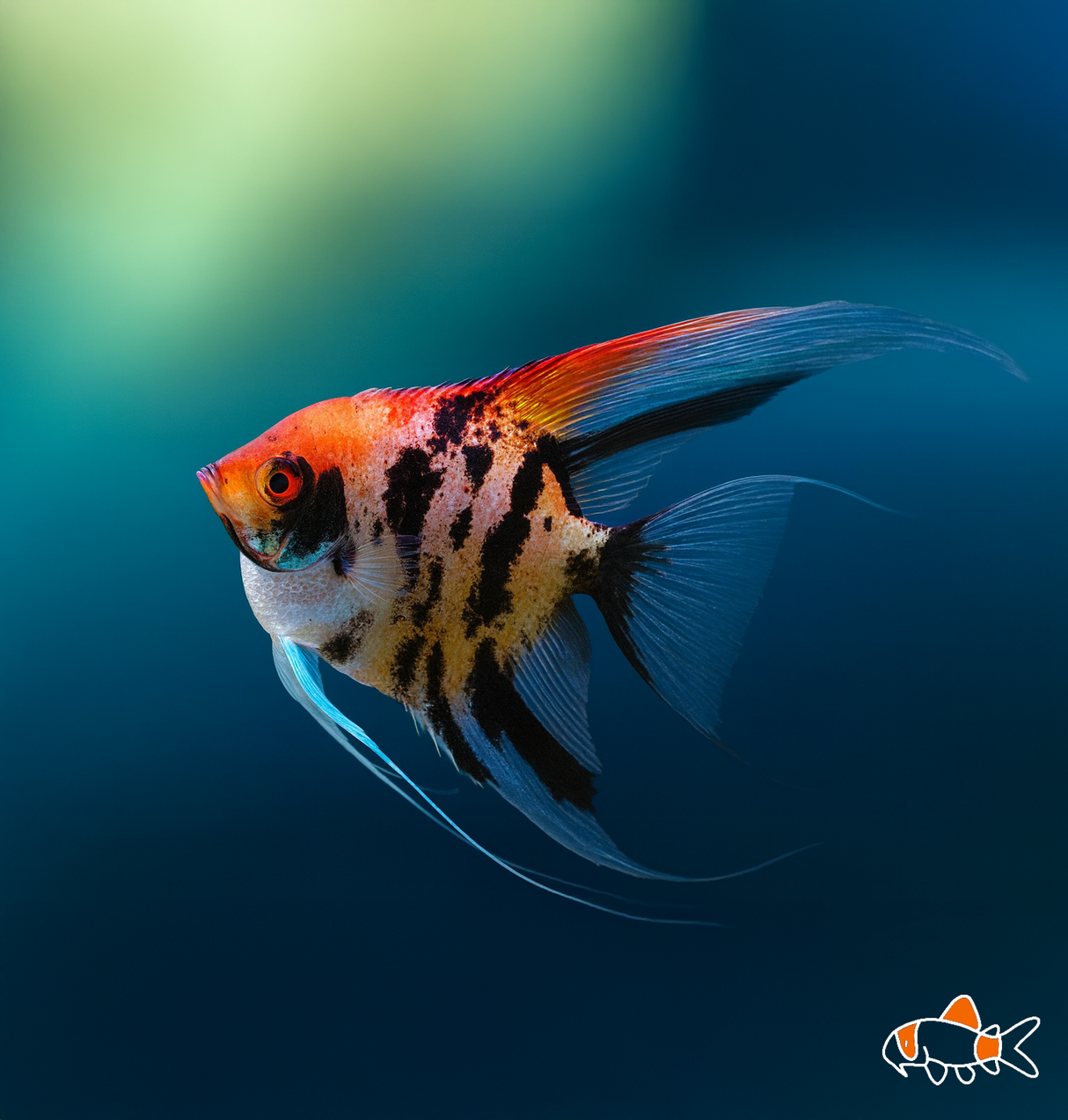 Red Devil Angel Fish | Imported