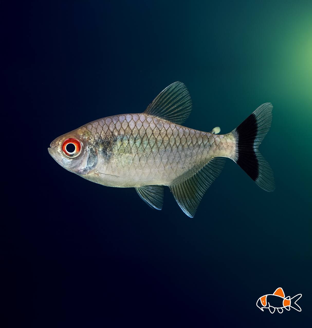 Red Eye Tetra | Imported