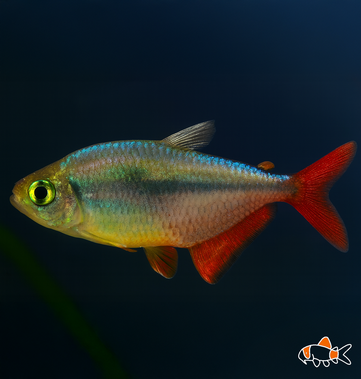 Red Fin Tetra | Imported