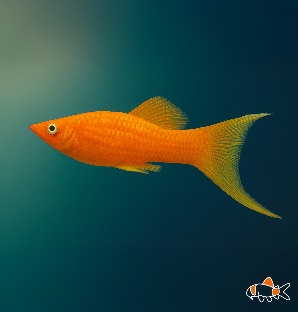 Red Lyretail Molly | Imported