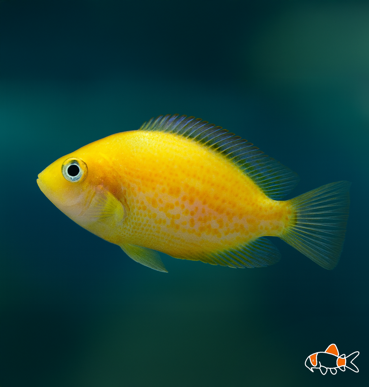 Red / Orange Chromide Cichlid | Imported