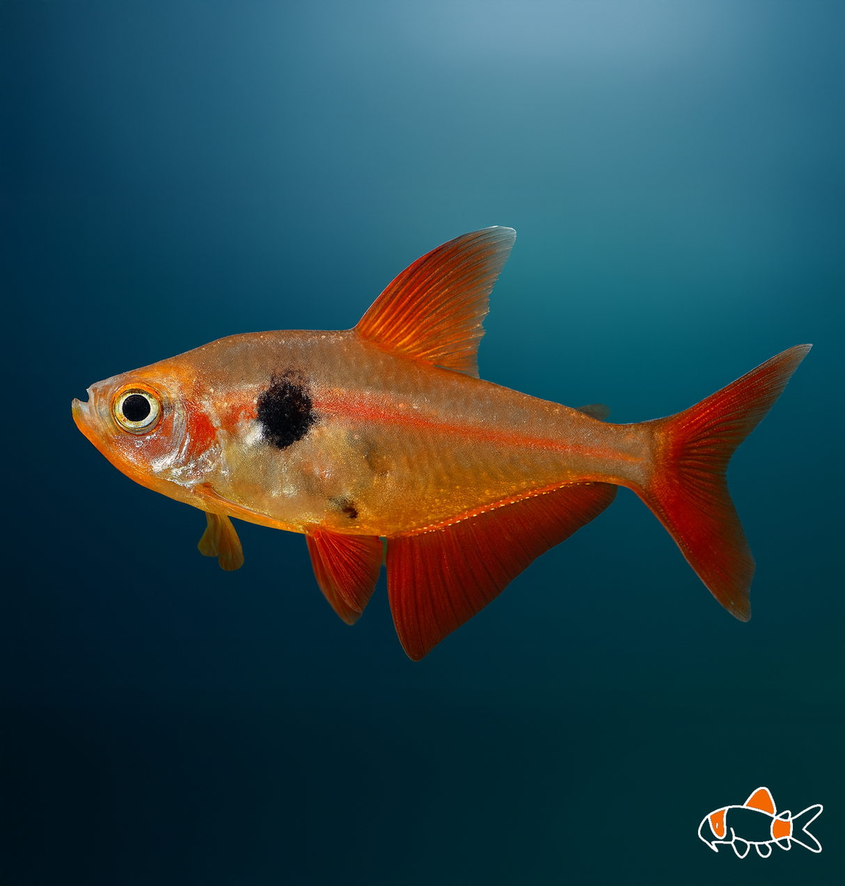 Red Phantom Tetra | Imported