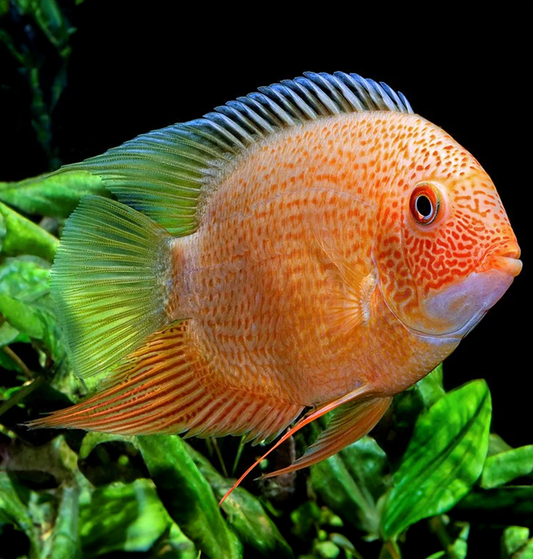 Red Spotted Severum (Cichlasoma Severum Var.)