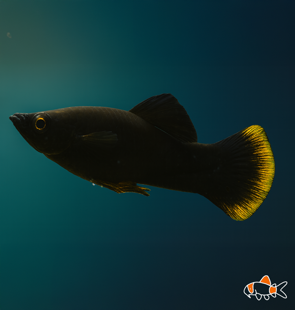 Red Tail Black Molly | Imported