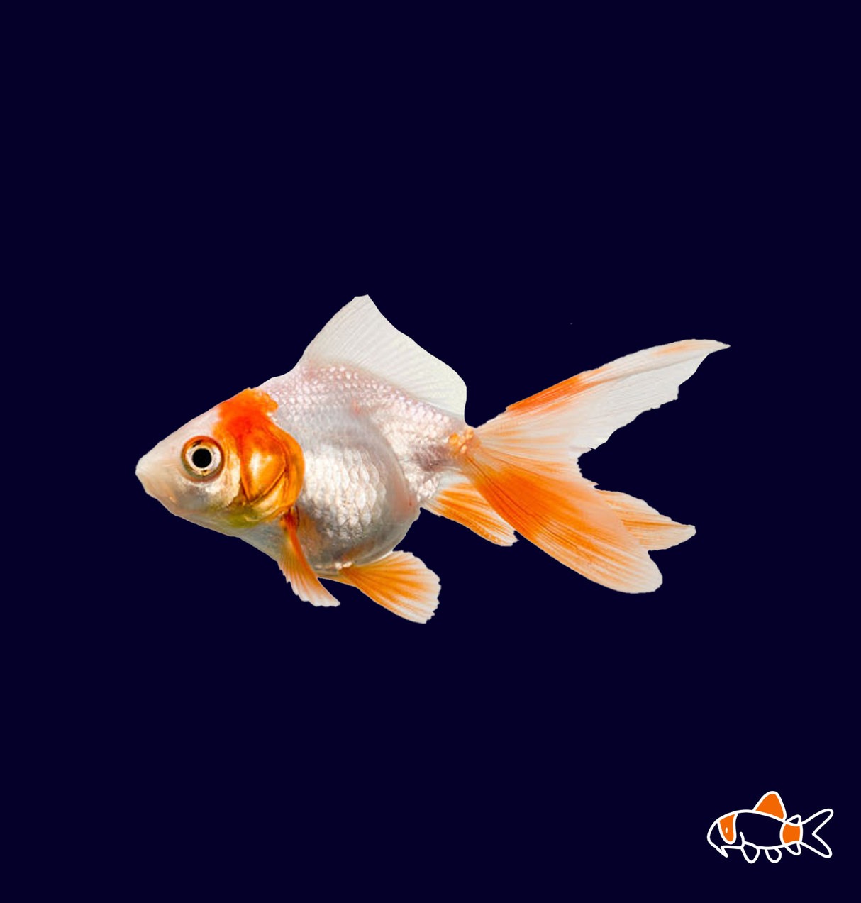 Red & White Fantail Goldfish