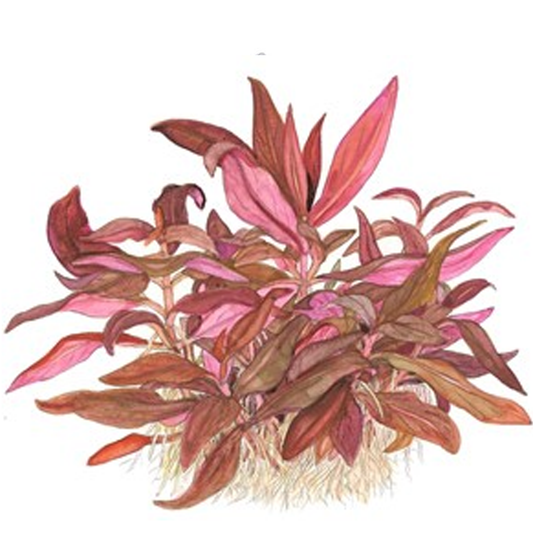 Alternanthera Reineckii Mini