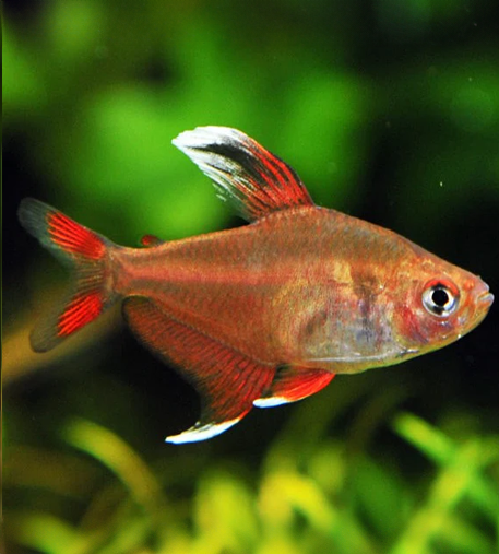 Rosy Tetra