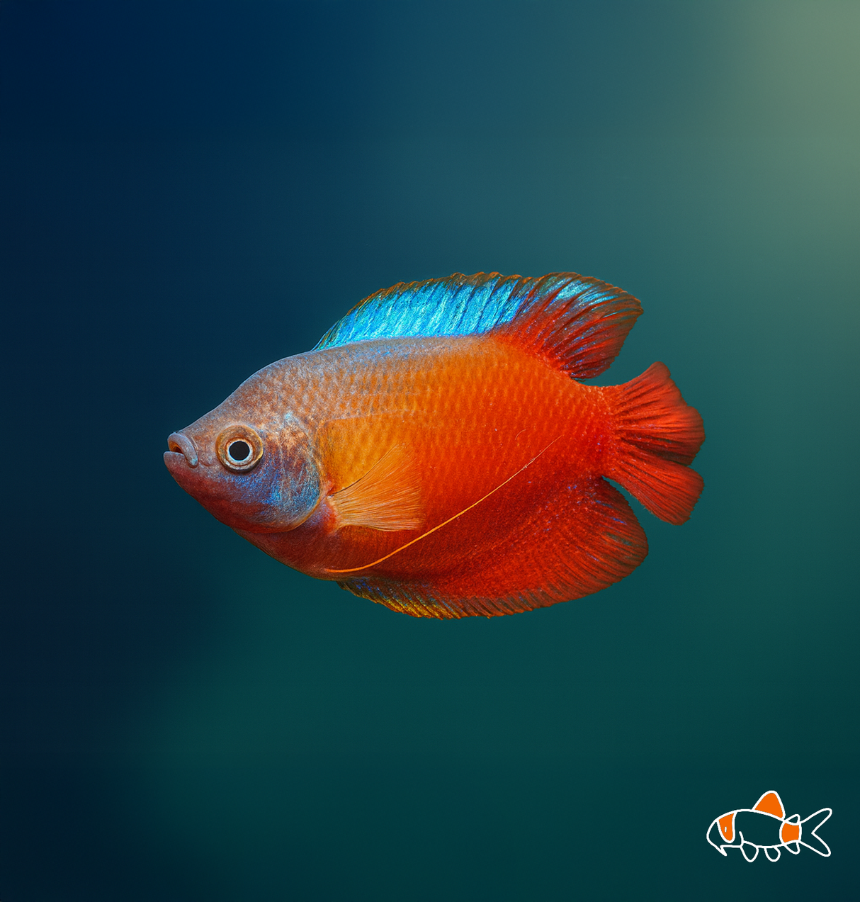 Royal Red Dwarf Gourami | Imported