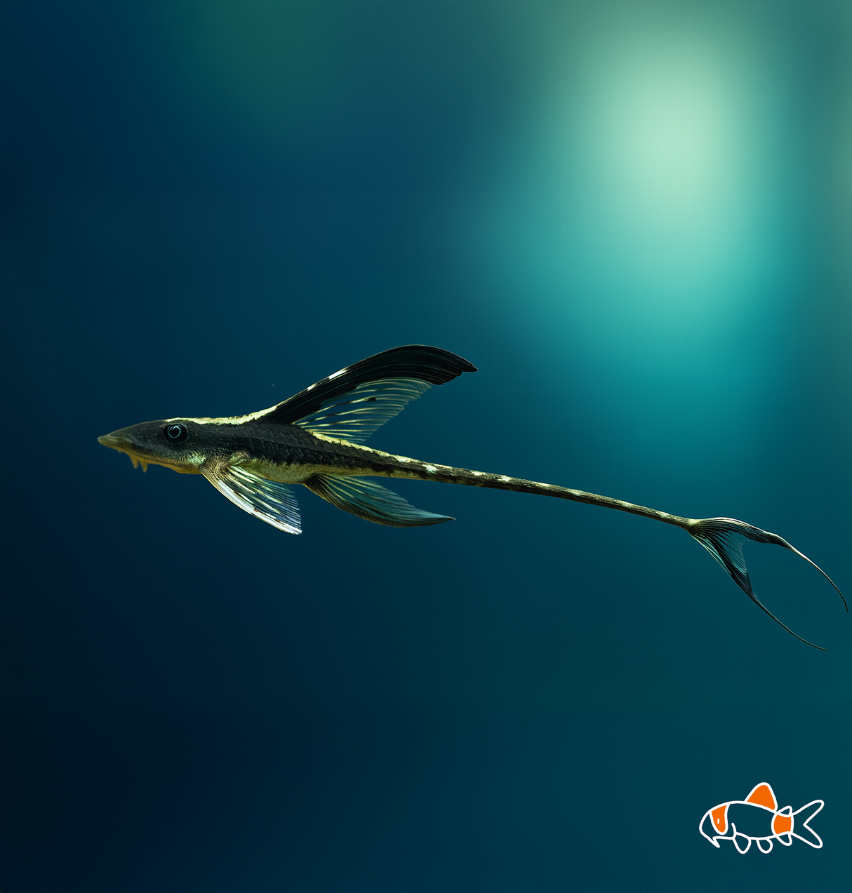 Royal Whiptail | Imported