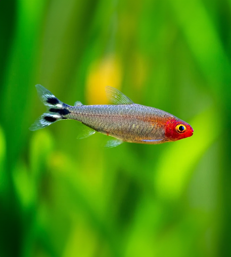 Rummy Nose Tetra