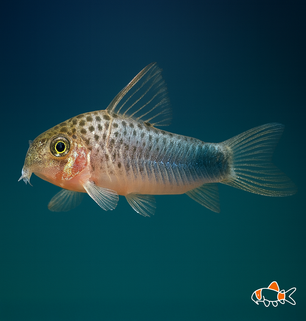 Similis Cory | Imported