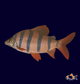 Tropical Fresh Water Fish