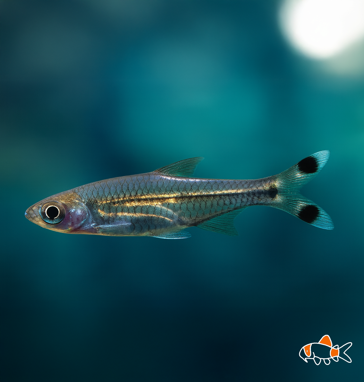 Scissortail Rasbora
