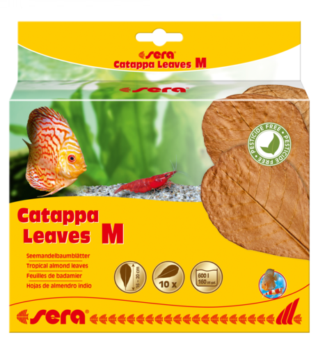 Sera Catappa Leaves