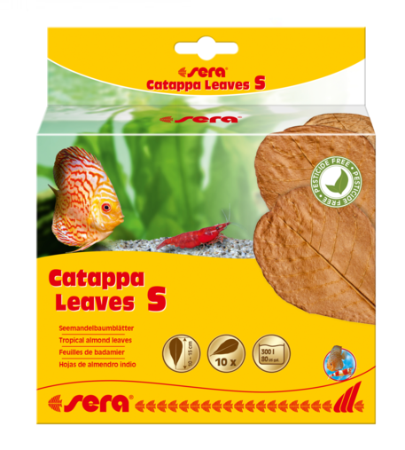 Sera Catappa Leaves