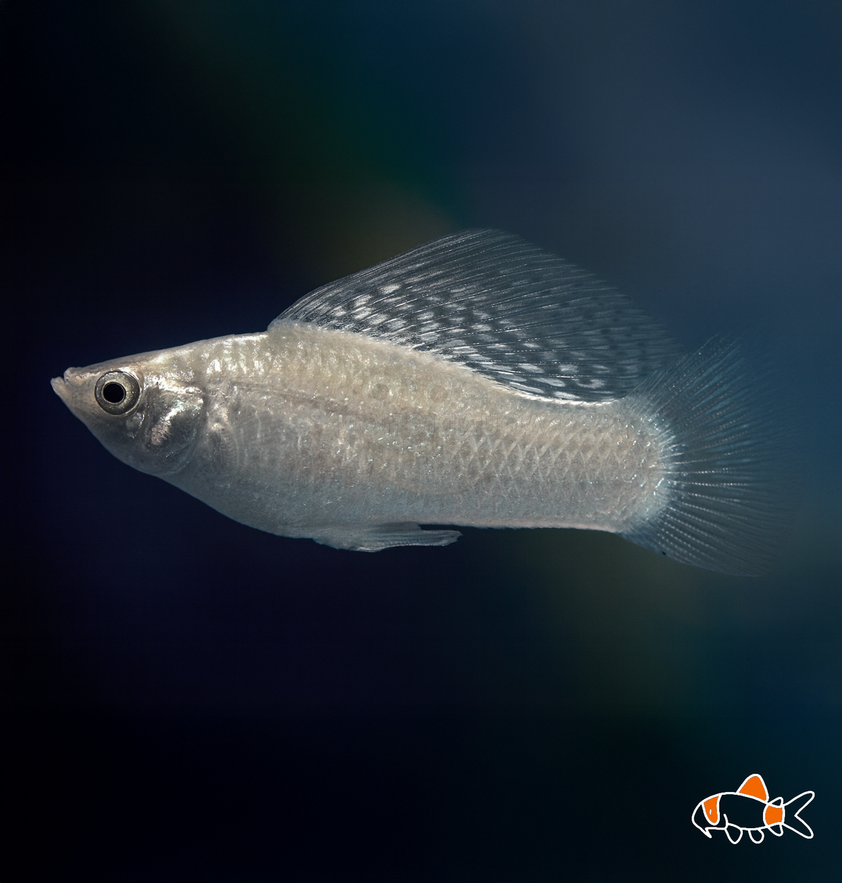 Silver Sailfin Molly | Imported