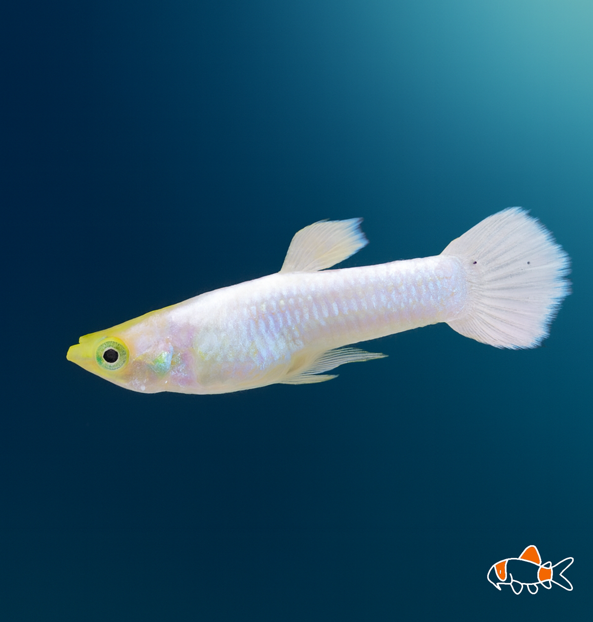Platinum Guppy | Imported