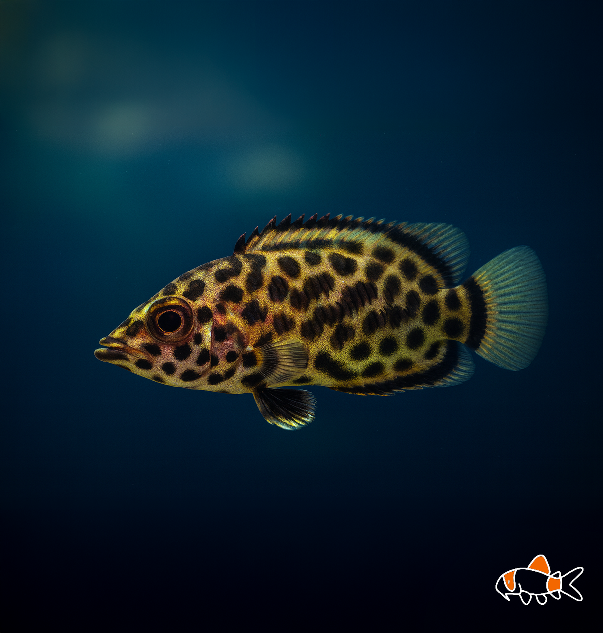 Spotted Climbing Gourami | Imported