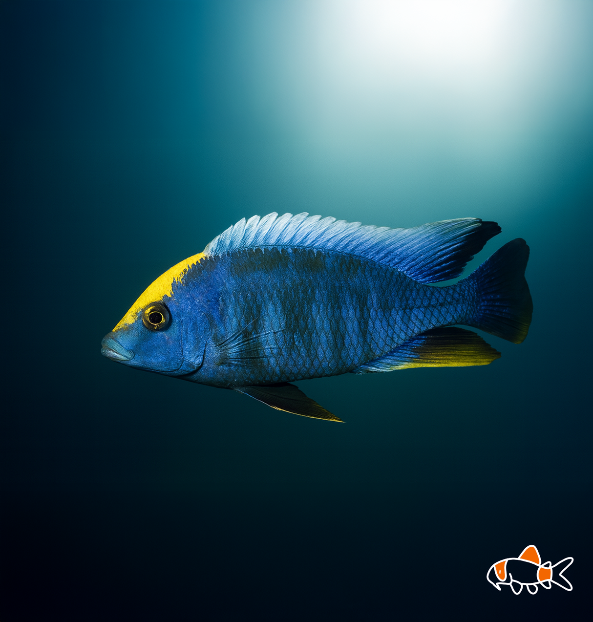 Sulphur Crested Cichlid | NZ Bred