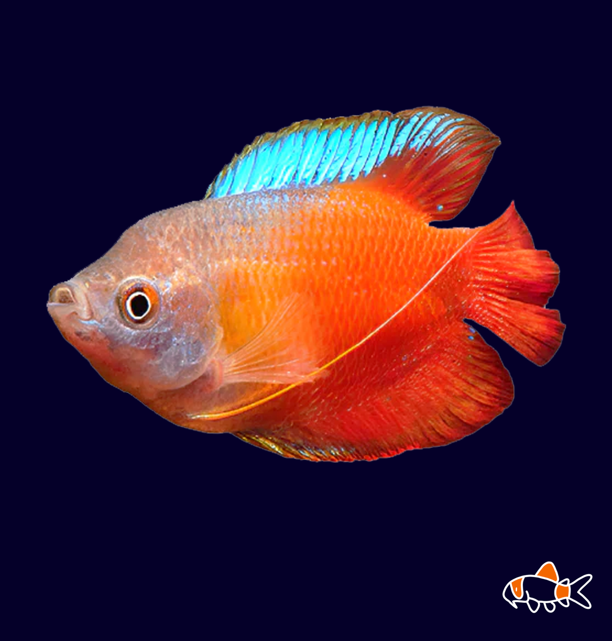 Sunset Dwarf Gourami (Trichogaster Lalius) | Imported