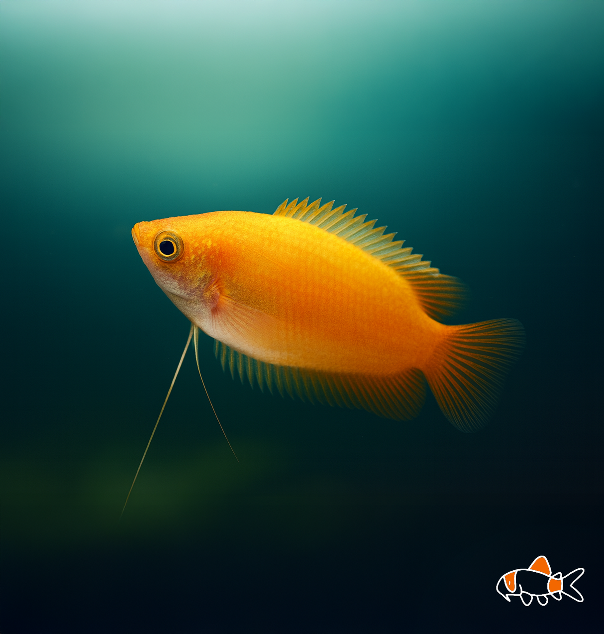 Sunset Honey Dwarf Gourami | Imported