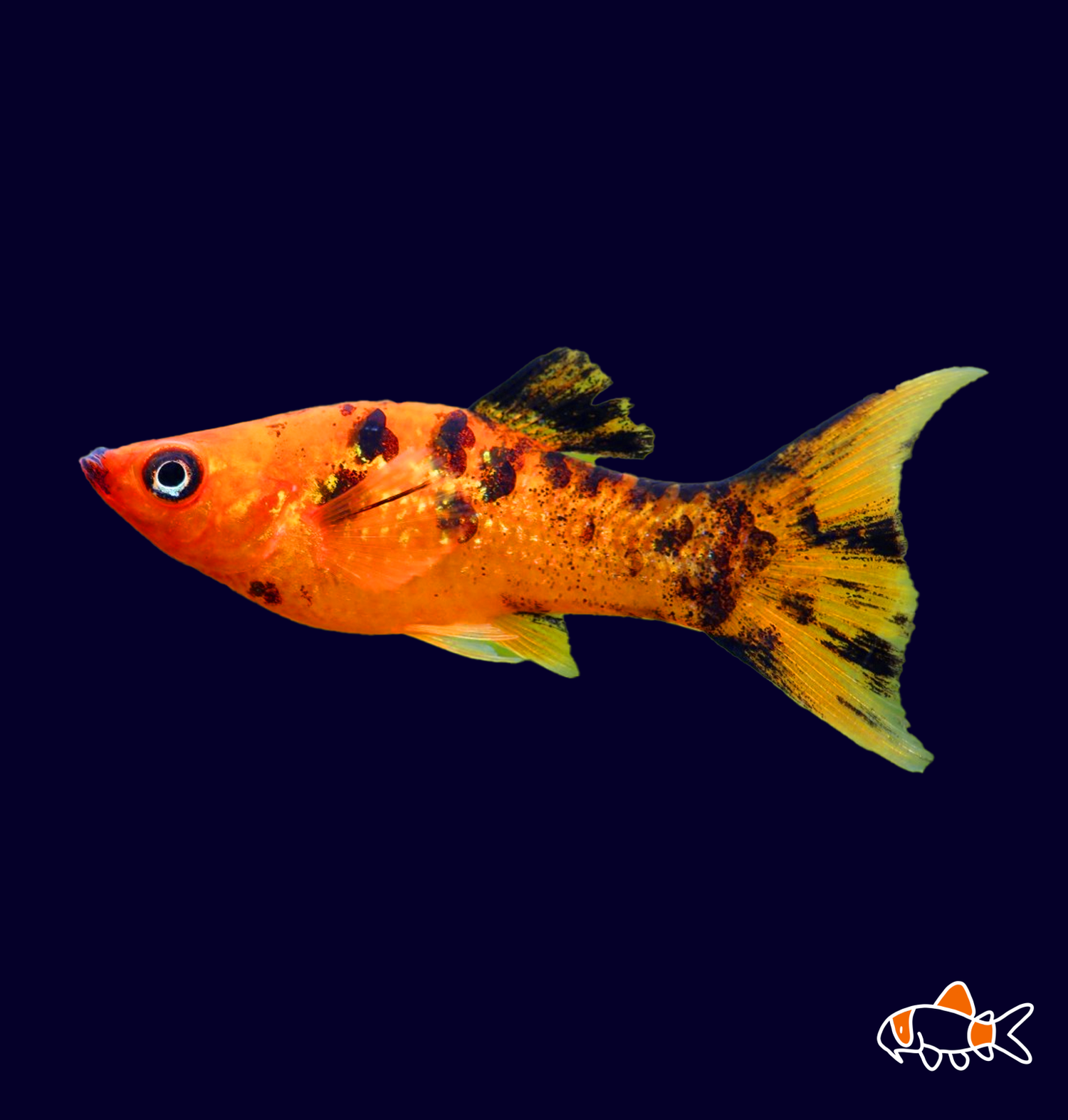 Calico Sunset Molly Bay Aquatics Tauranga New Zealand