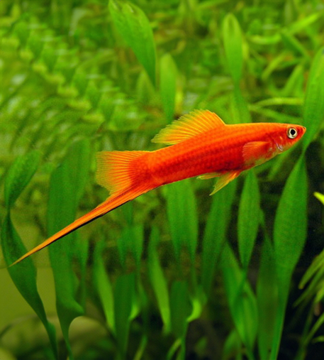 Orange Swordtail