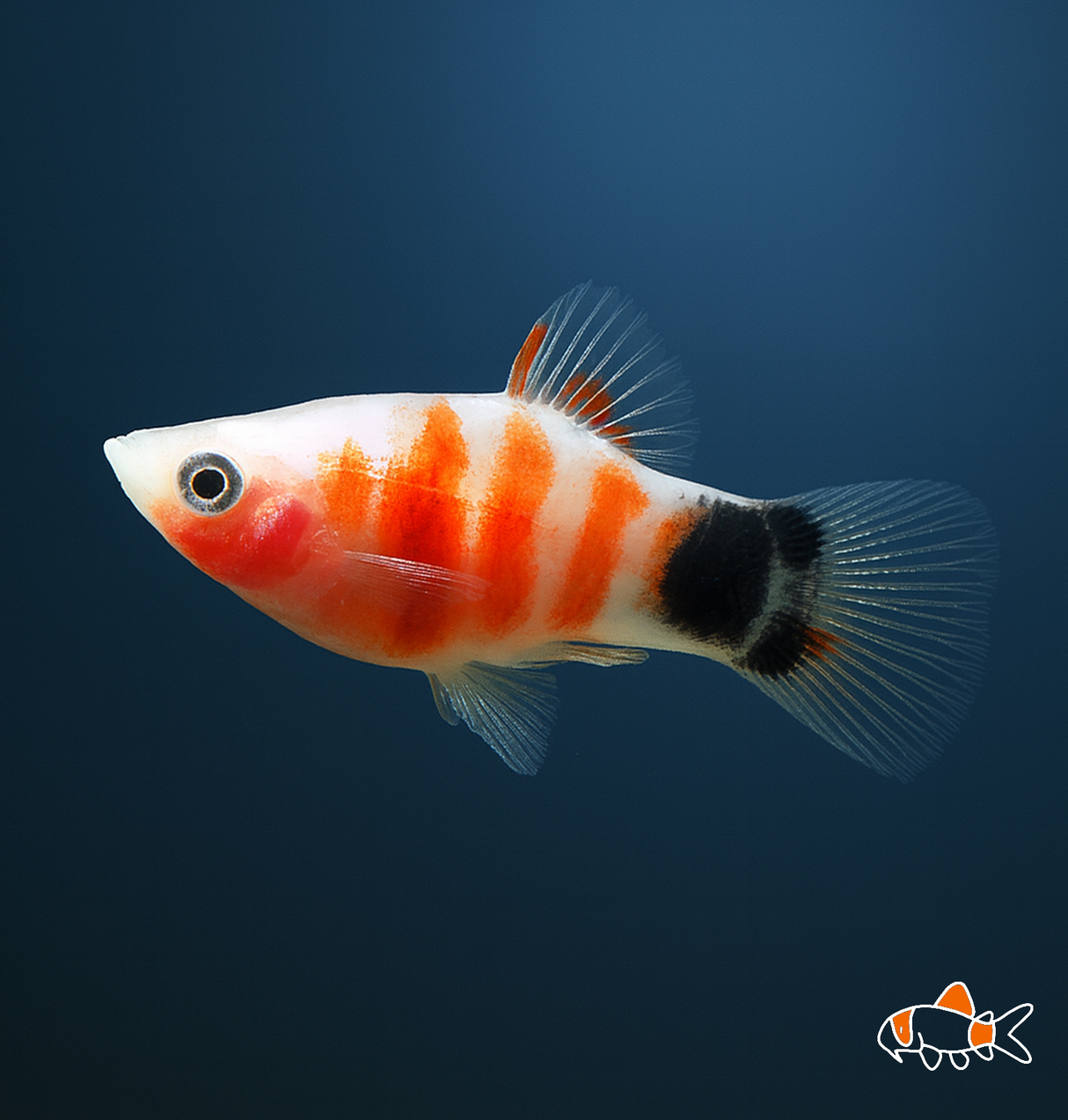 Tiger Mickey Mouse Platy | Imported