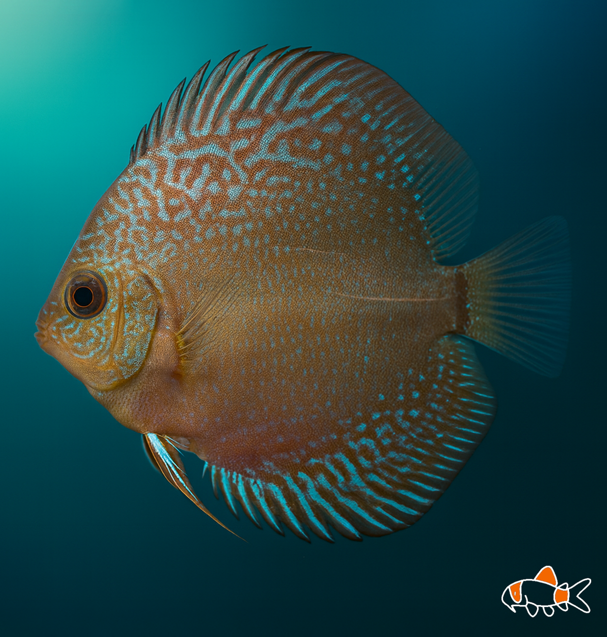 Snakeskin Discus | Imported