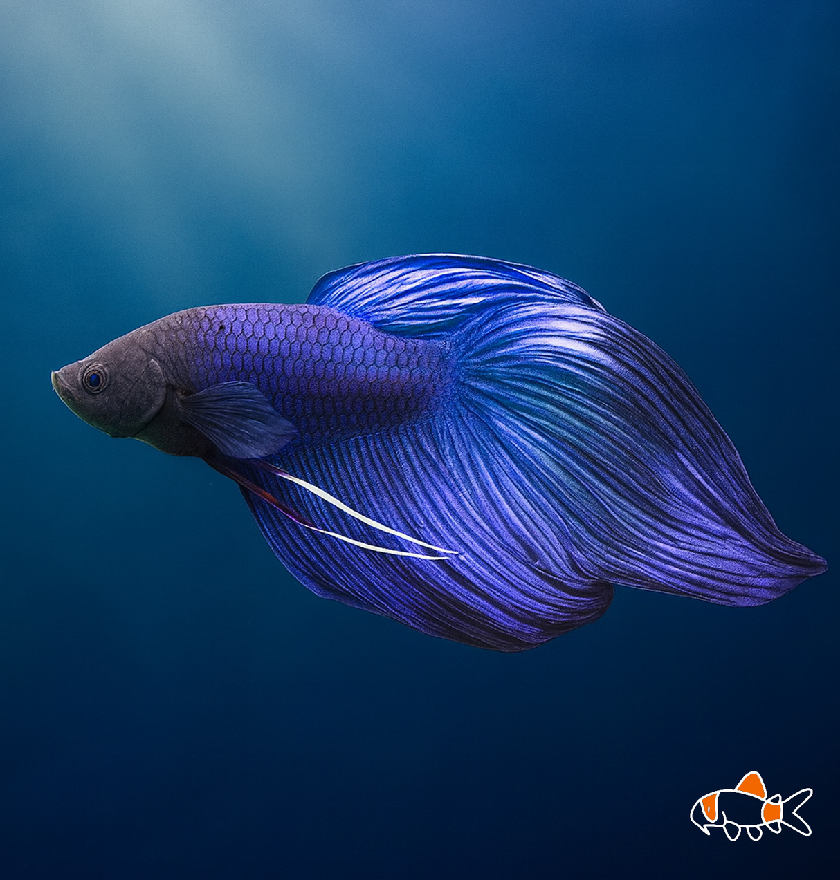 Veil Tail Male Betta | Blue | Imported
