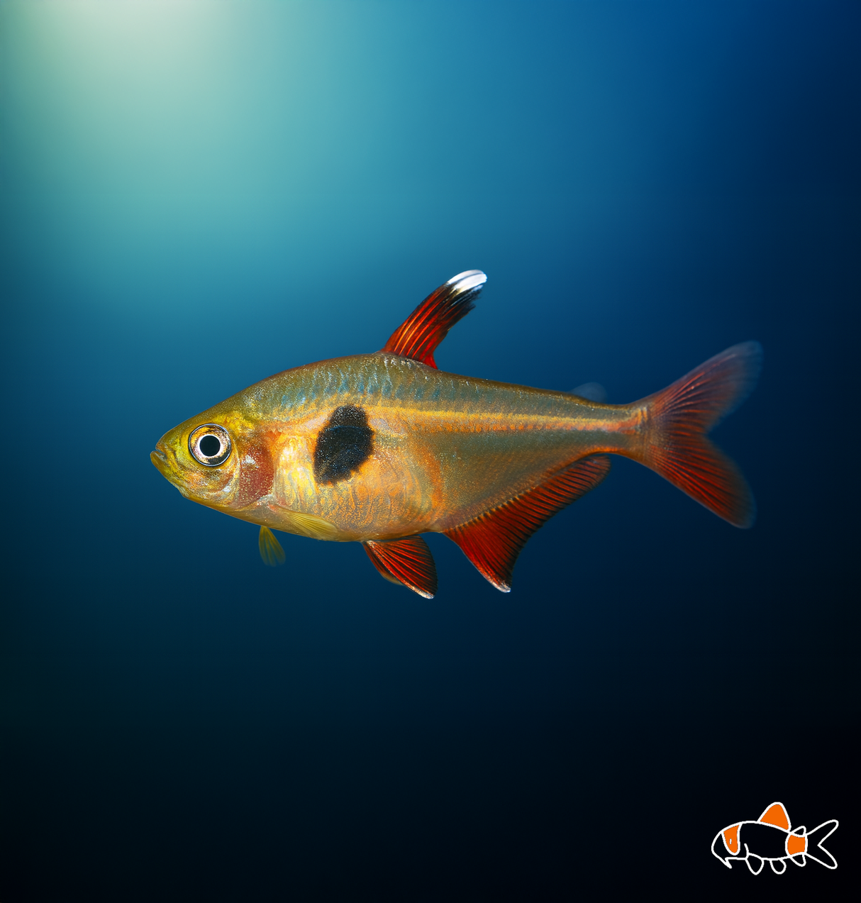 Yellow Phantom Tetra | Imported