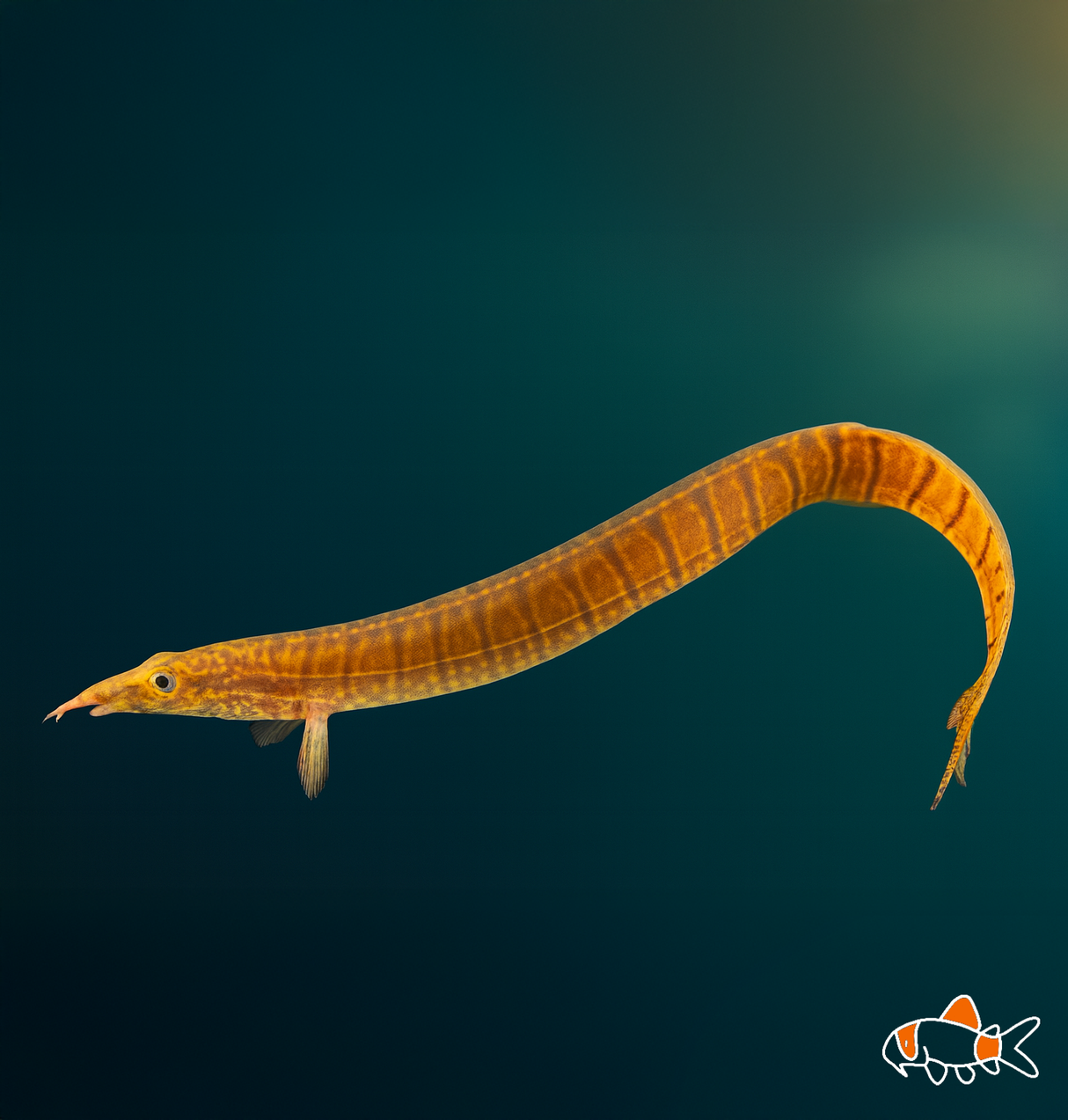 Zebra Spiny Eel | Imported