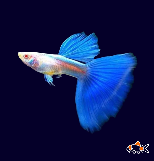 Blue Albino Guppy (Poecilia reticulata)