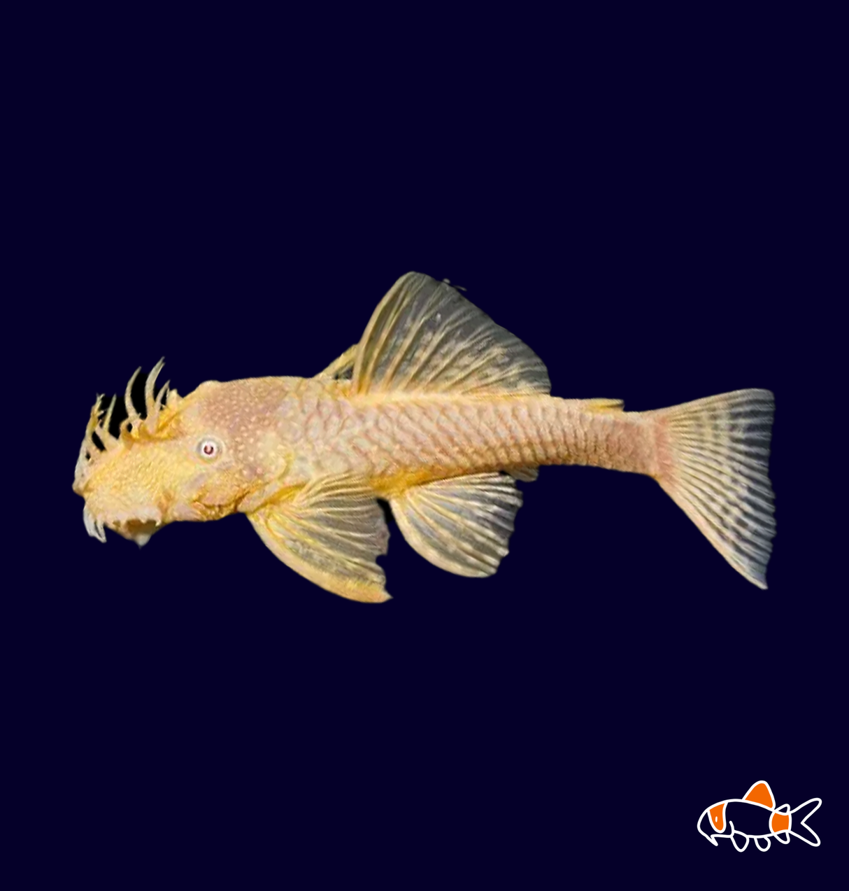 Albino Bristlenose