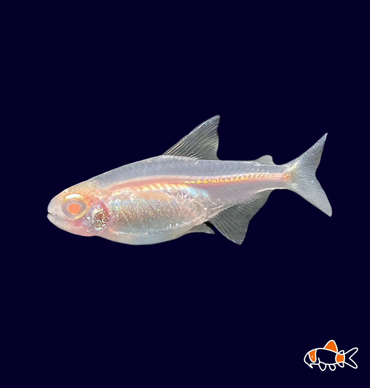 Albino Glowlight Tetra (Hemigrammus erythrozonus)