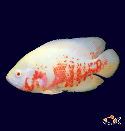 Albino Red Tiger Oscar (Astronotus ocellatus)