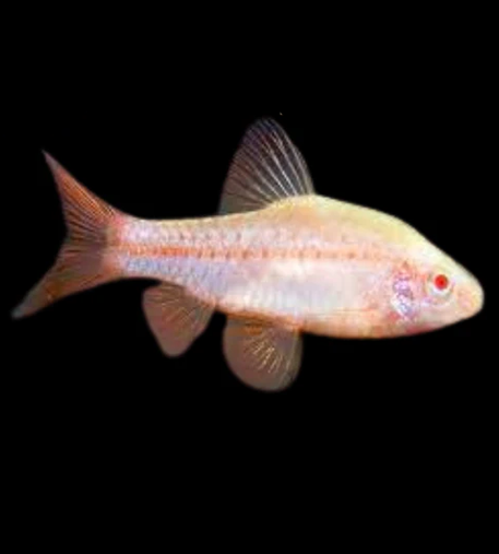 Albino Cherry Barb | Bay Aquatics | Tauranga | New Zealand