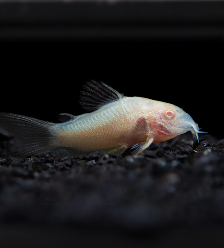 Albino Cory