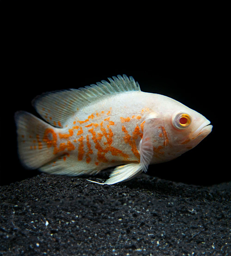 Albino Red Tiger Oscar