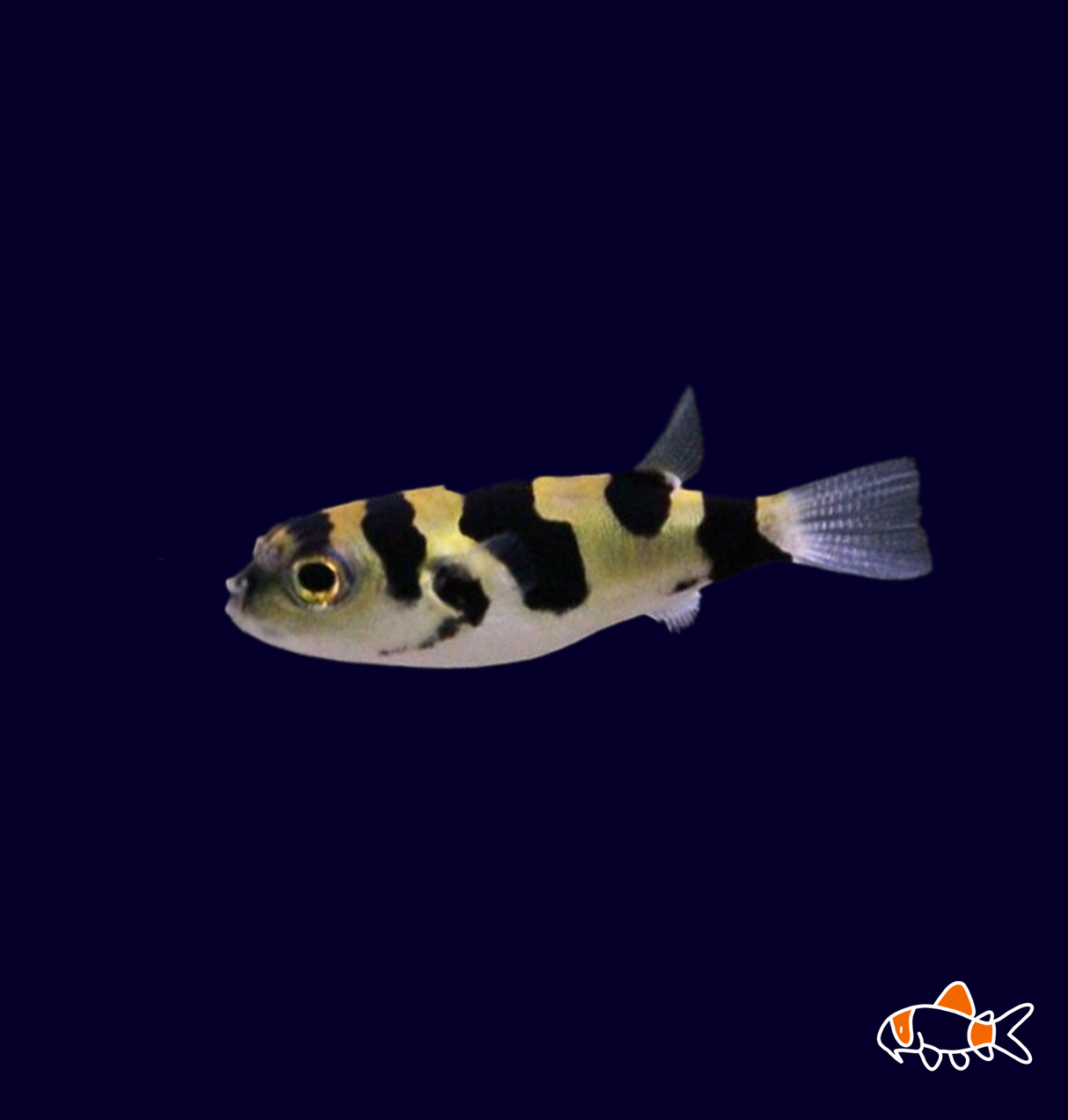 Amazon Puffer (Colomesus Asellus)