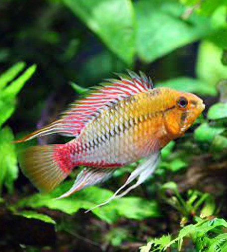 Apistogramma Hongsloi (Apistogramma Hongsloi)