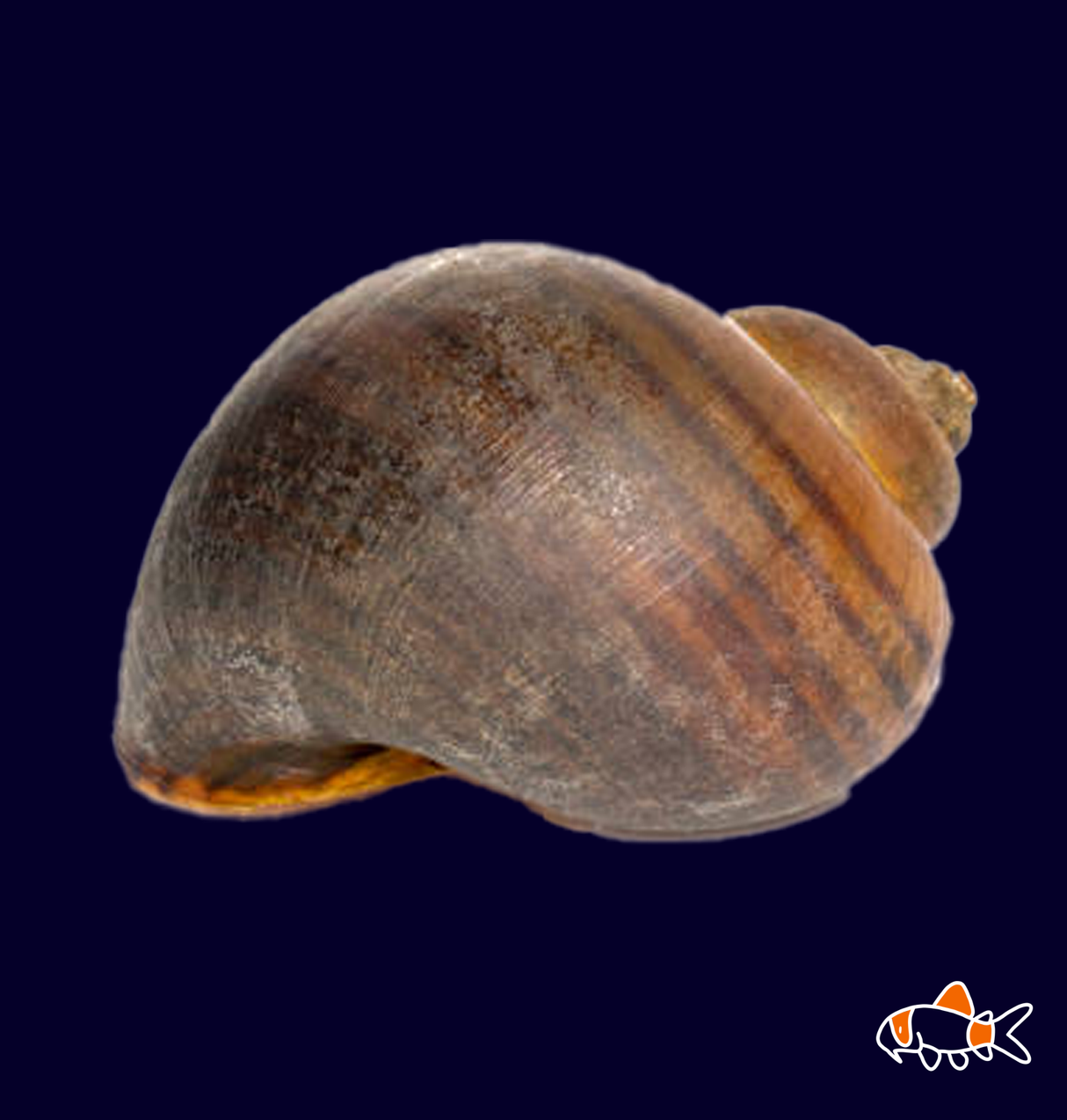 Apple Snail