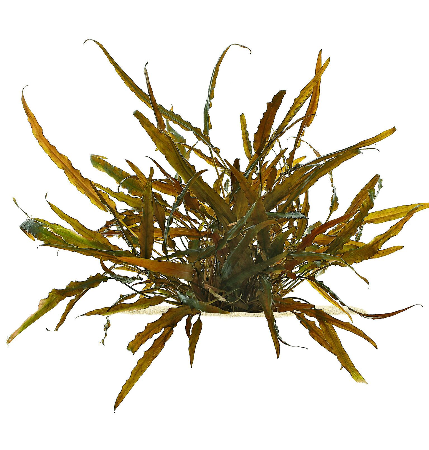 Cryptocoryne Axelrodi