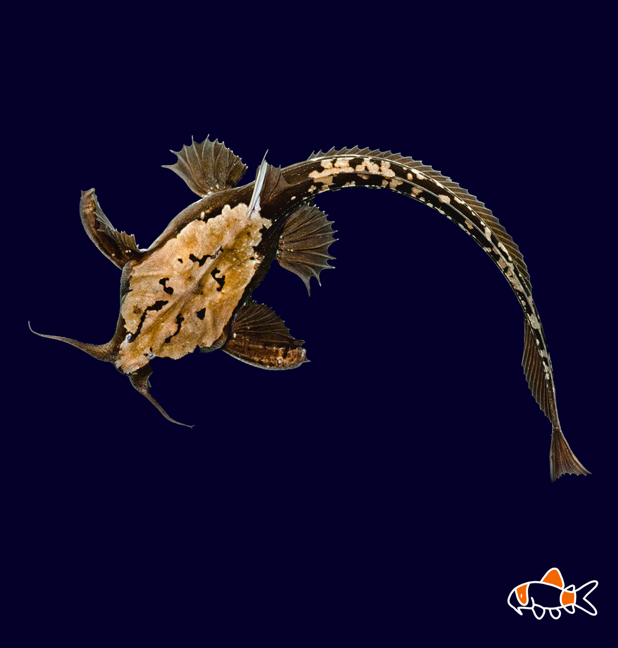 Banjo Catfish (Bunocephalus Coracoideus)