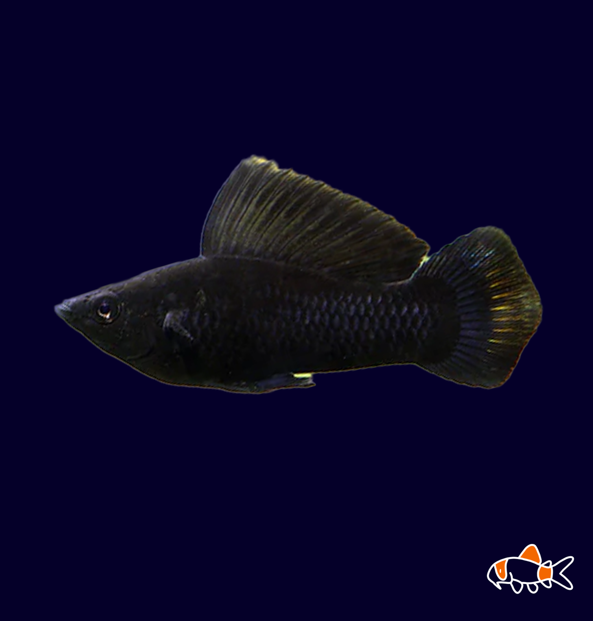 Black Sailfin Molly (Poecilia Sphenops)