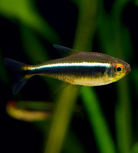 Black Neon Tetra